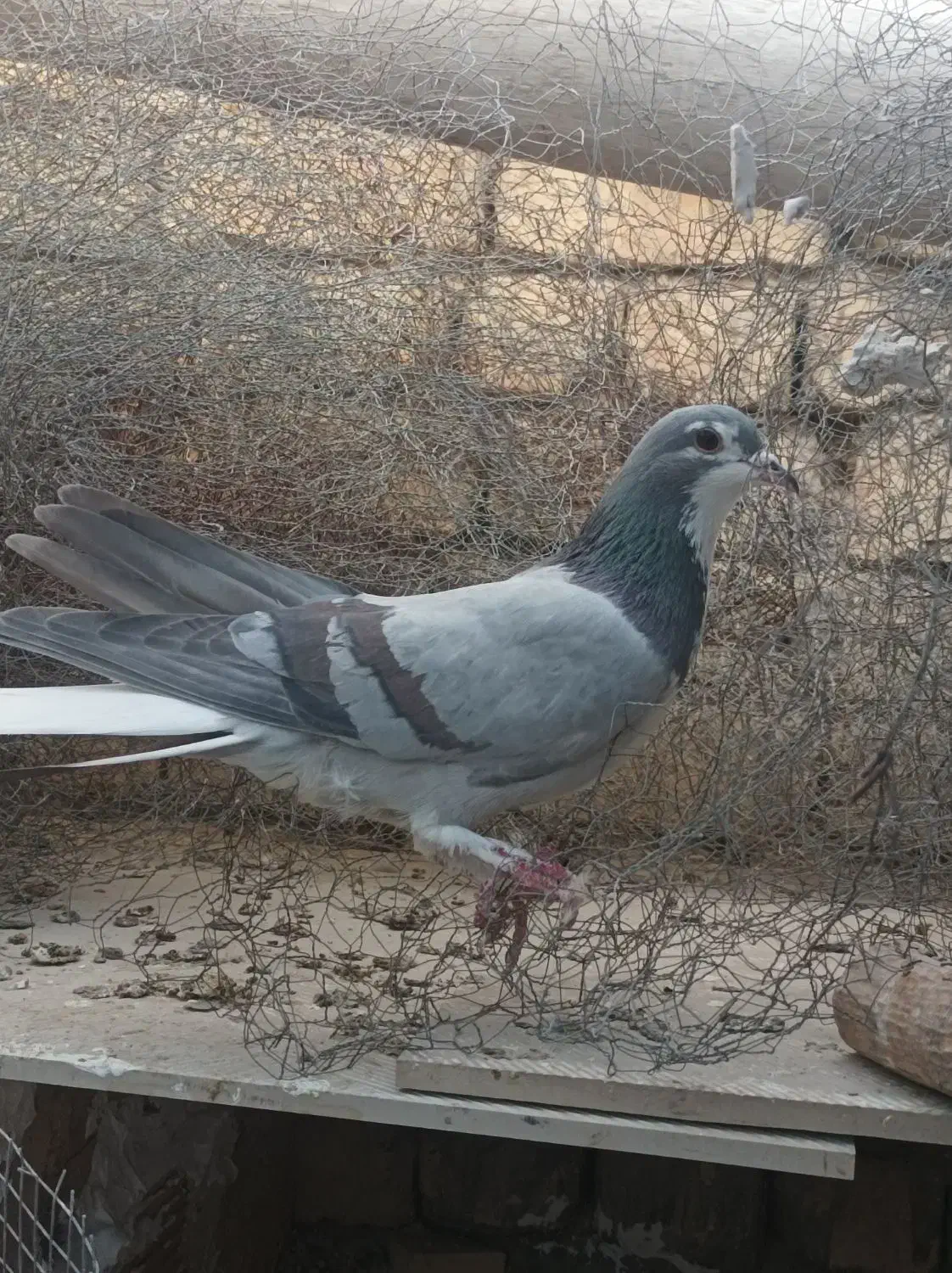 دمگیر|حیوانات|برخوار, |دیوار