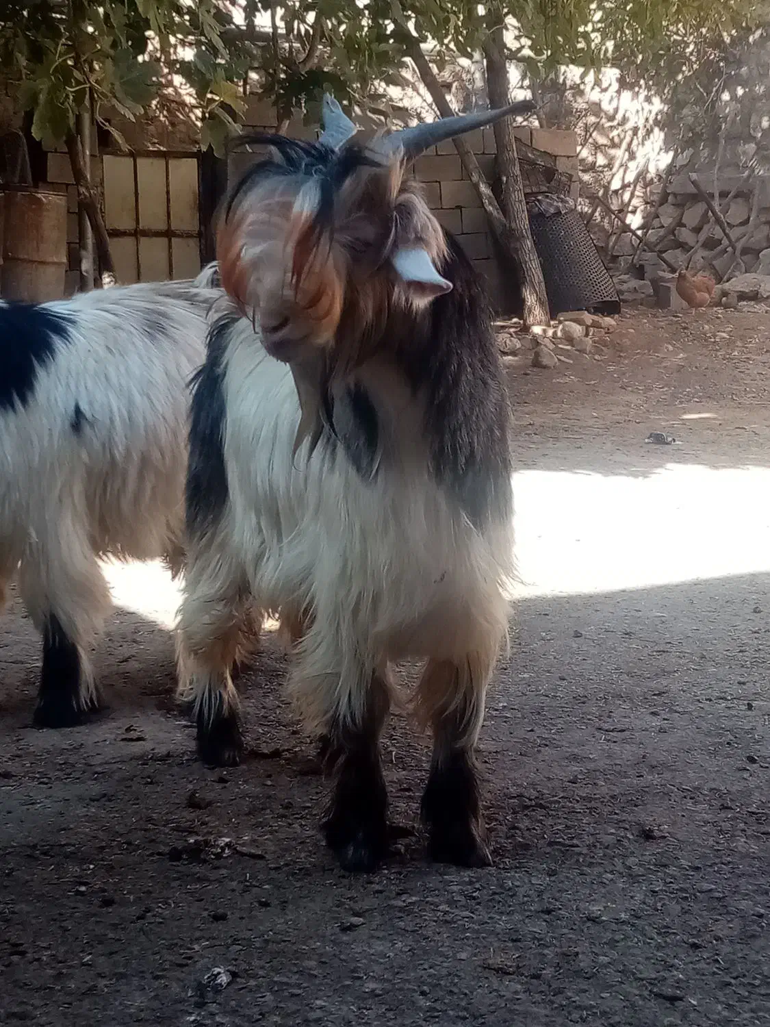 بزغاله تخمی|حیوانات مزرعه|اردل, |دیوار