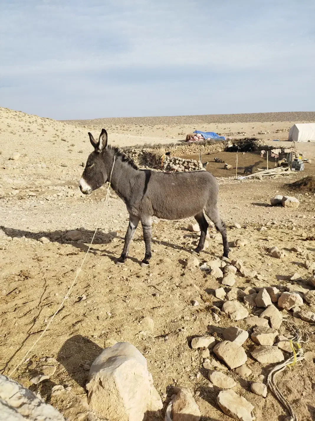 خر گله ای|حیوانات مزرعه|فسا, |دیوار