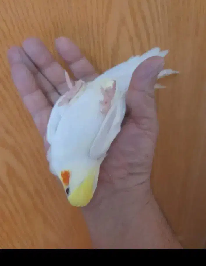 طوطی عروس و مرغ عشق سخنگو و رام دستی|پرنده|رشت, یخسازی|دیوار