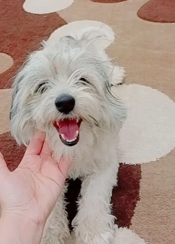 سگ شیتزو|سگ|شهرکرد, |دیوار