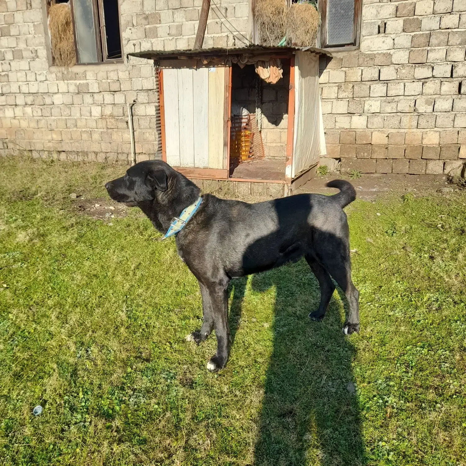 واگذاری سگ نر نگهبان|سگ|رودسر, |دیوار