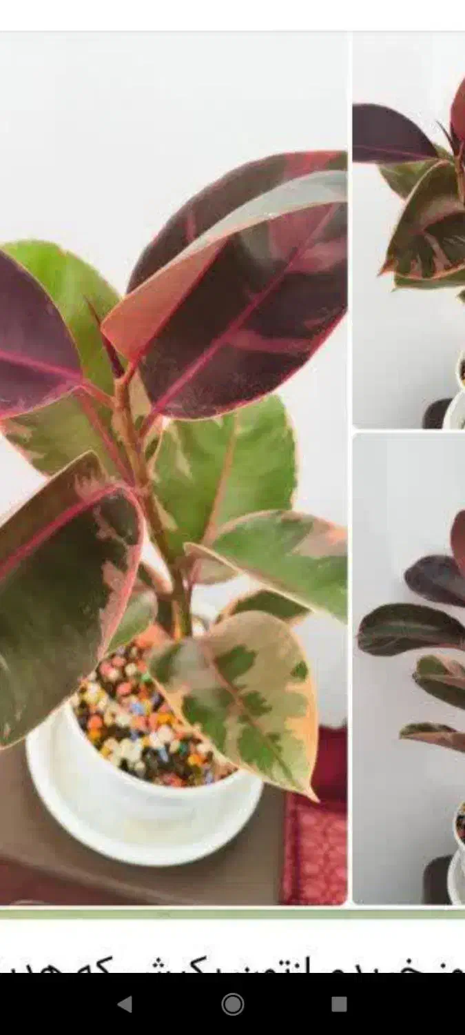 گل ملکه ومالک|فروش آپارتمان|بروجرد, |دیوار