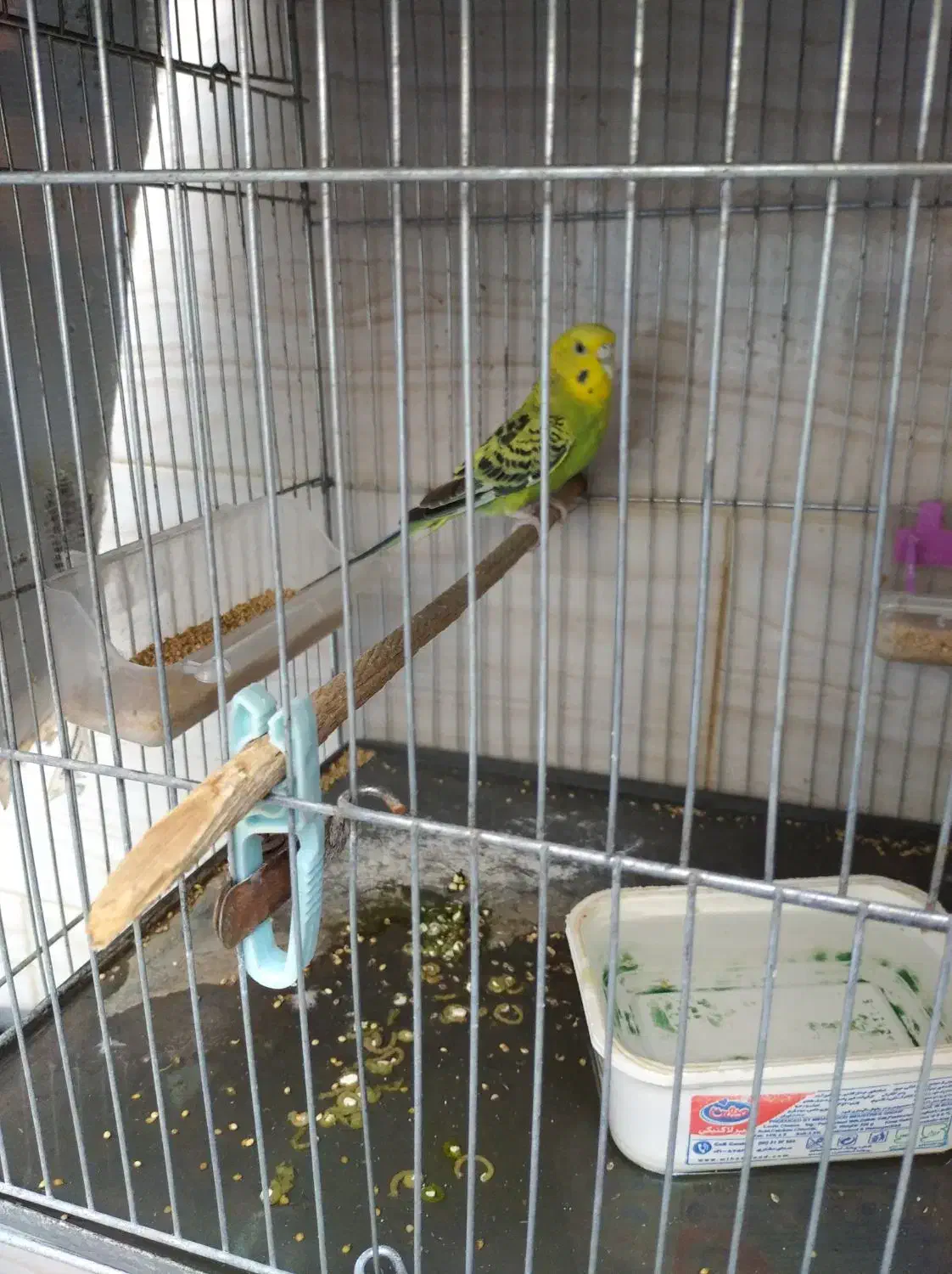 مرغ عشق ماده|پرنده|دره شهر, |دیوار