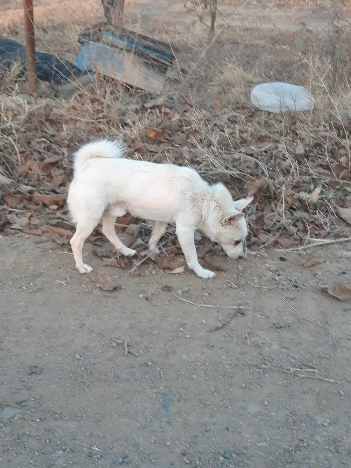 یک عدد پاکوتاه نر دوساله نژاد فیندو سرابی دم فر|سگ|اهر, |دیوار