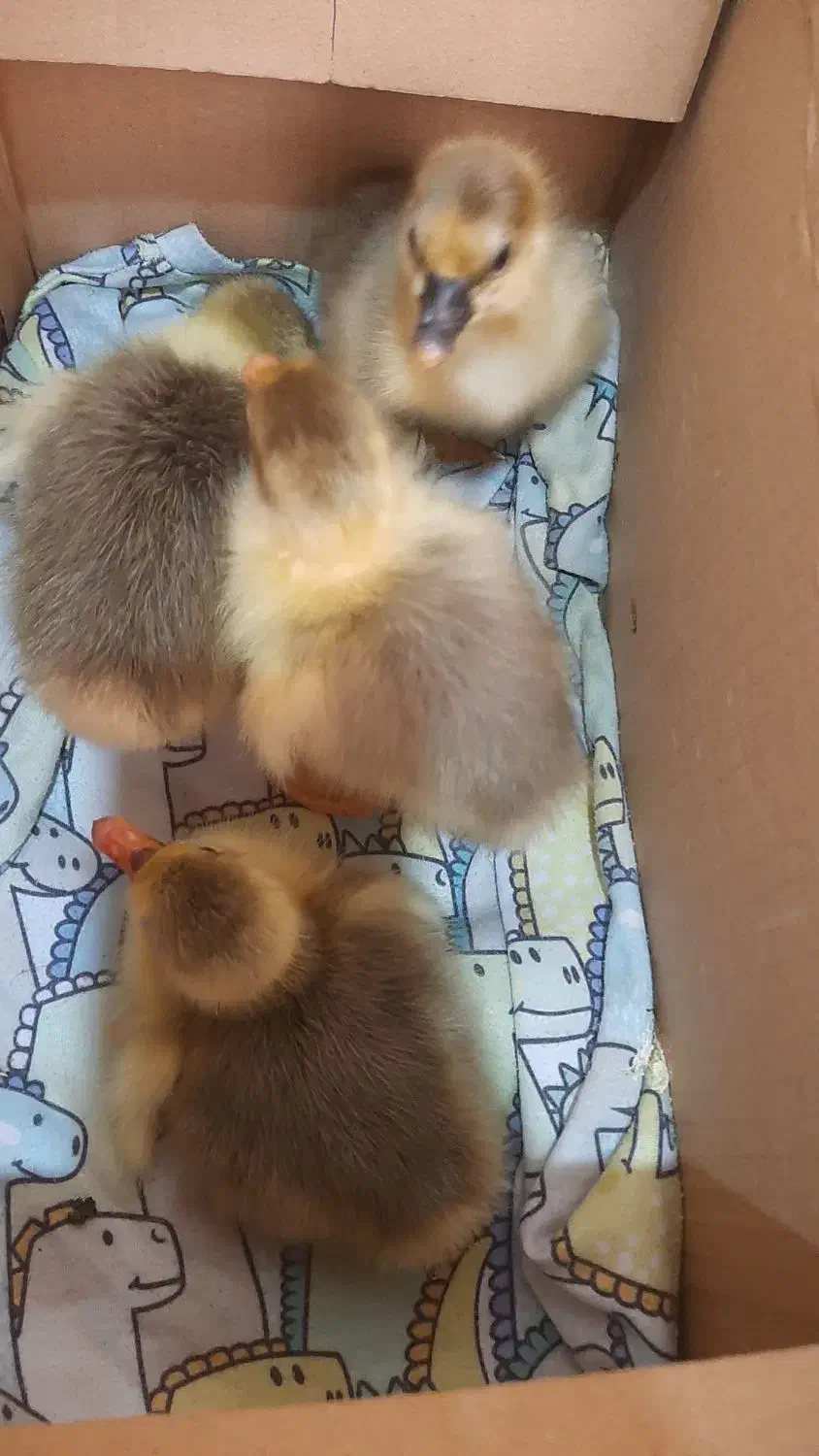 جوجه غاز ۳روزه|حیوانات مزرعه|قائم‌شهر, |دیوار