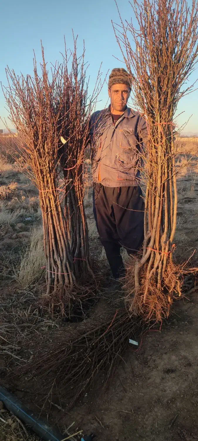 نهال انگورومیوه|عمدهفروشی|اقبالیه, |دیوار