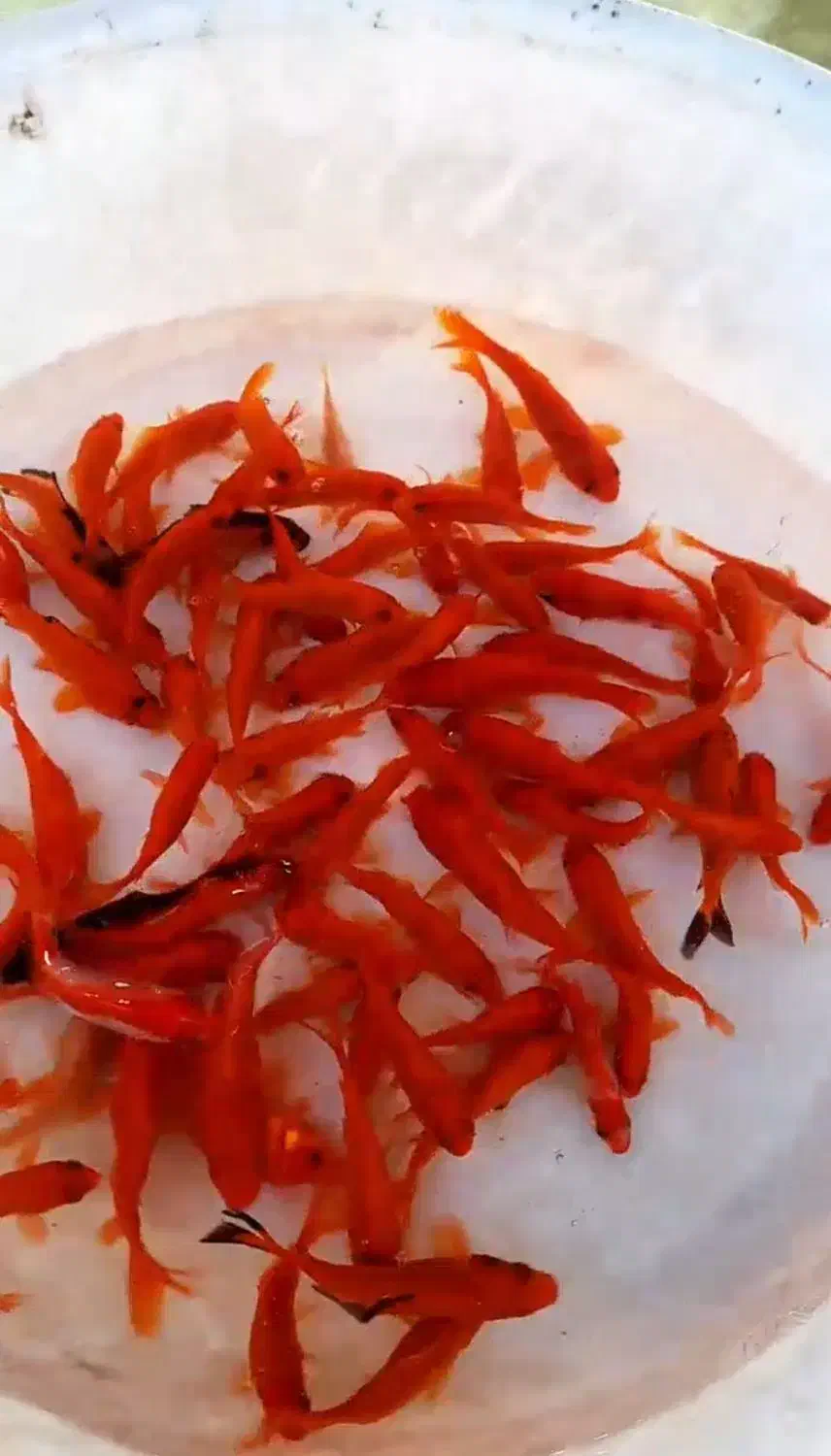 ماهی قرمز|ماهی|مبارکه, |دیوار