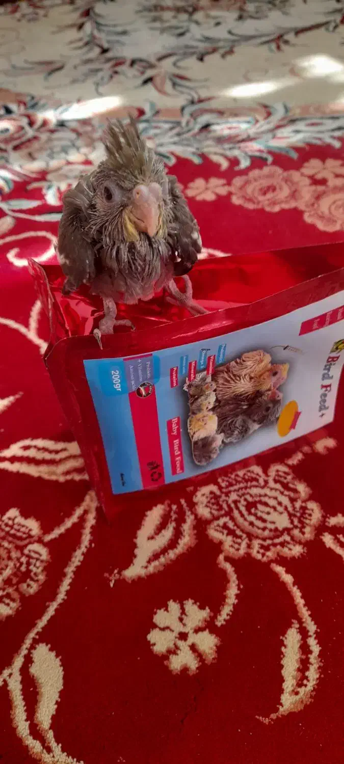 جوجه عروس هلندی فروشی|پرنده|آباده, |دیوار