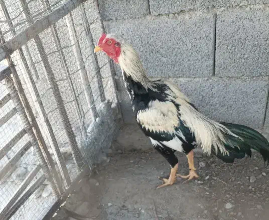 خروس نیکشهر|حیوانات مزرعه|قصرقند, |دیوار