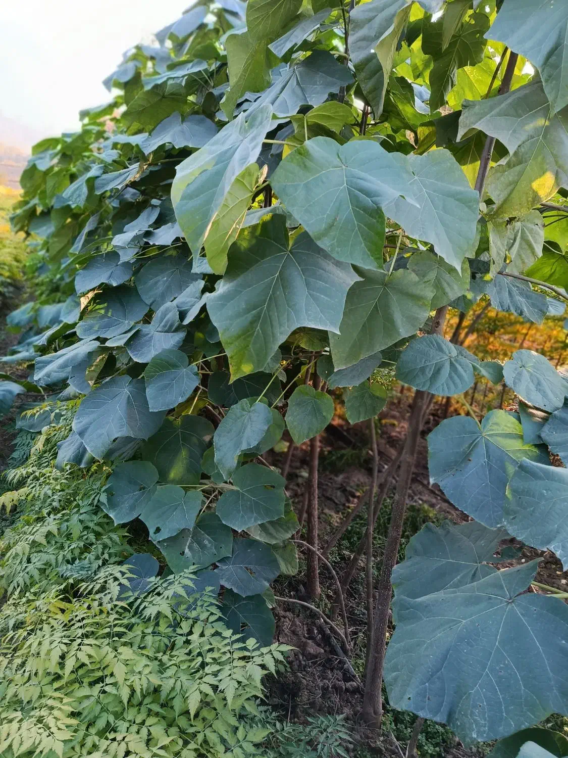 پالانیا ازگیل انار|خدمات باغبانی و درختکاری|دلند, |دیوار