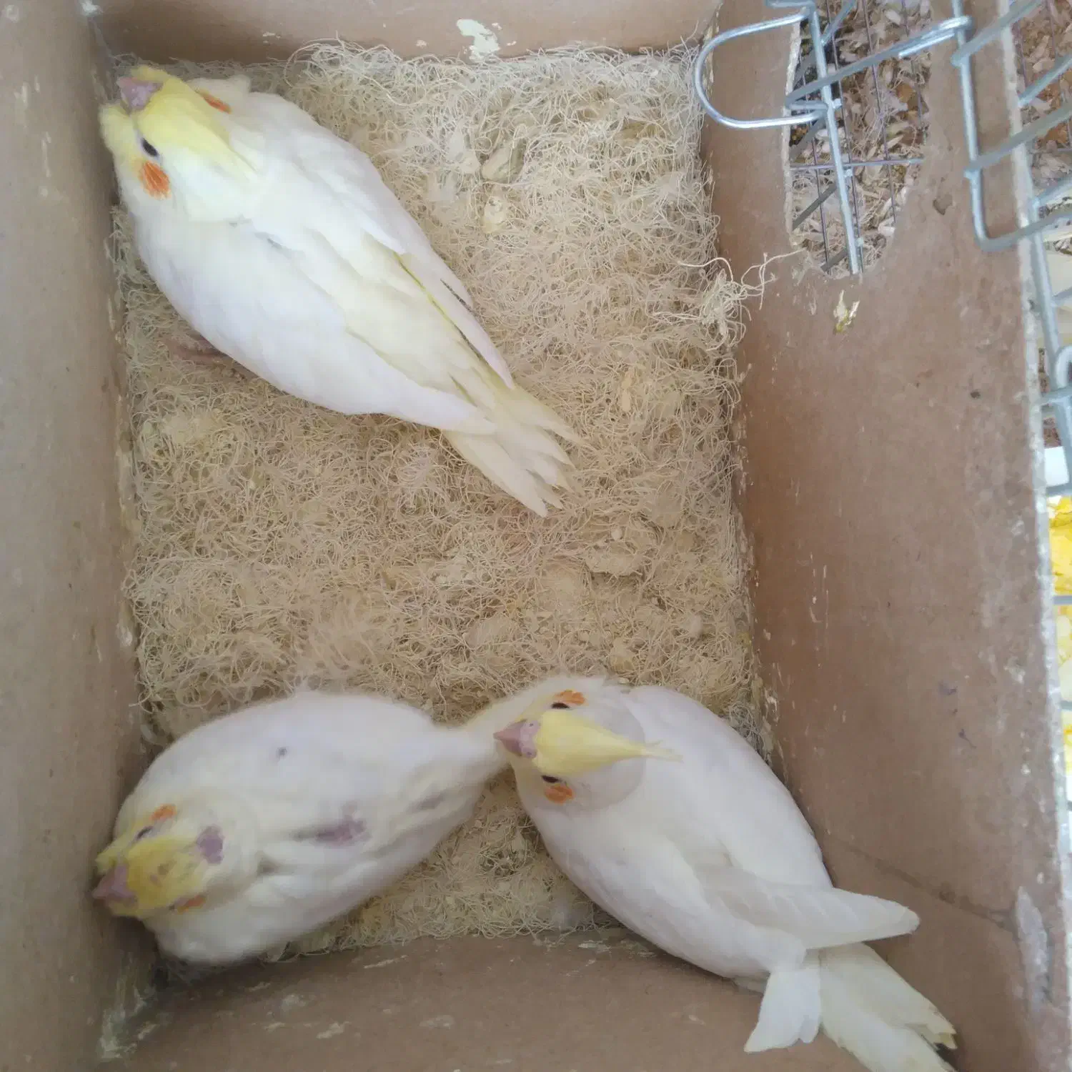 پرنده عروس هلندی|پرنده|بافق, |دیوار