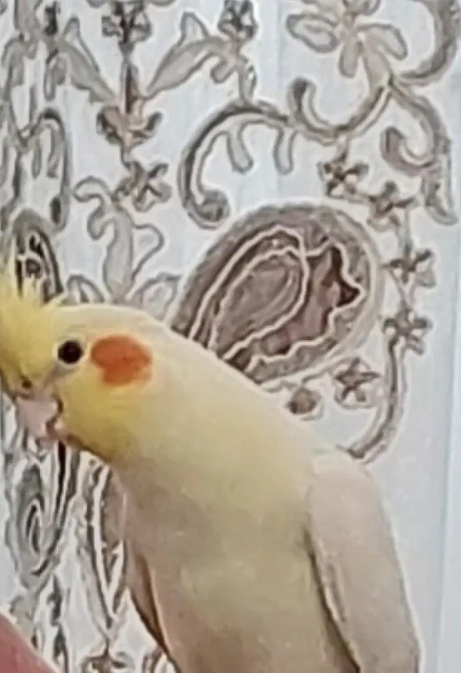 عروس هلندی گمشده|حیوانات|اندیمشک, |دیوار