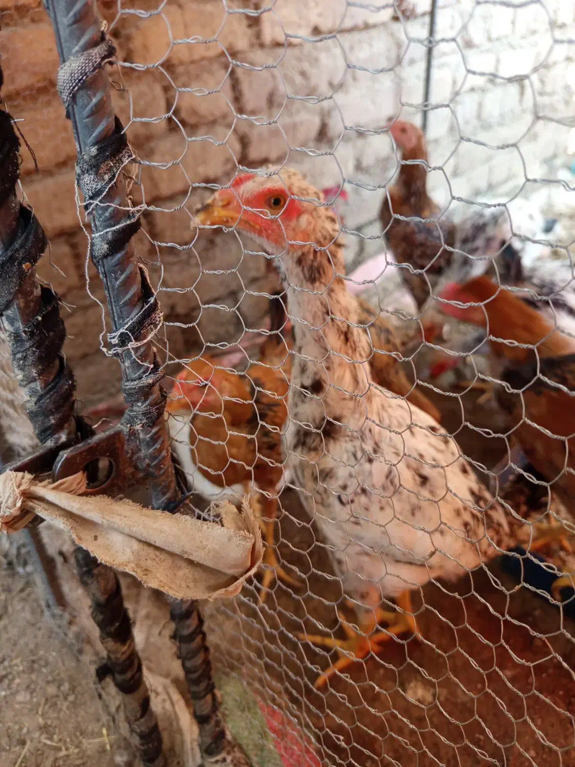 جوجه لاری فروشی|حیوانات مزرعه|هیرمند, |دیوار