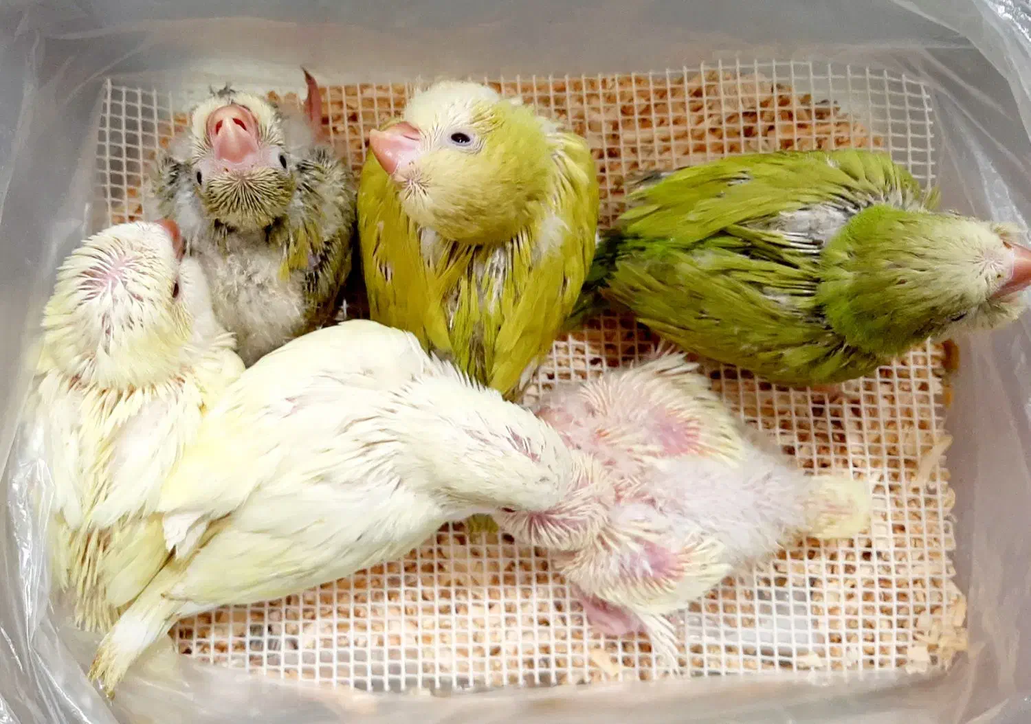 راهب. گرینجیک. جوجه سرلاکی|پرنده|کرج, چمران|دیوار