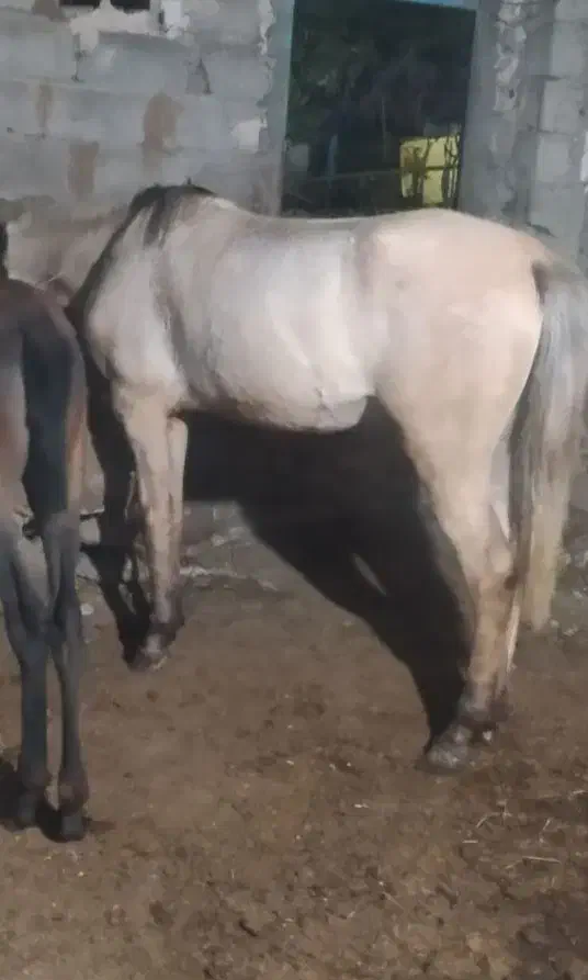 مادیان|اسب و تجهیزات اسب‌سواری|مشگین شهر, |دیوار