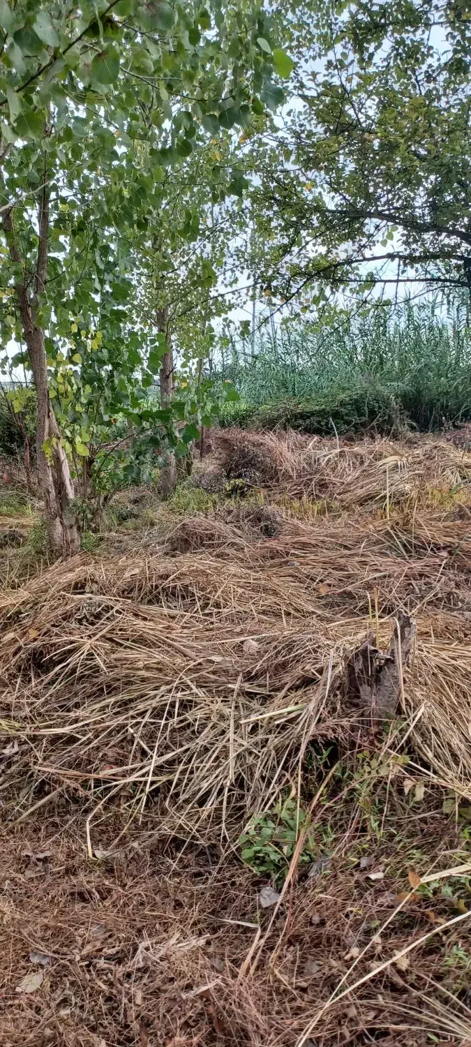 تمیز کردن زمین|خدمات باغبانی و درختکاری|لنگرود, |دیوار