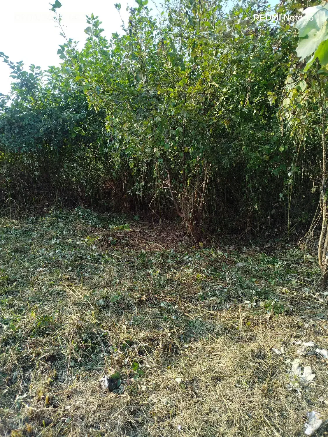 علفتراشی وچمنزنی وعلفزنی وتمشک زنی و لی زنی دستگاه|خدمات باغبانی و درختکاری|رشت, شهریاران|دیوار