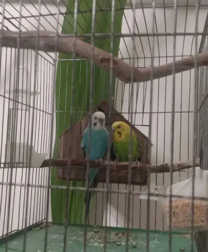 مرغ عشق مولد|پرنده|بروجرد, |دیوار