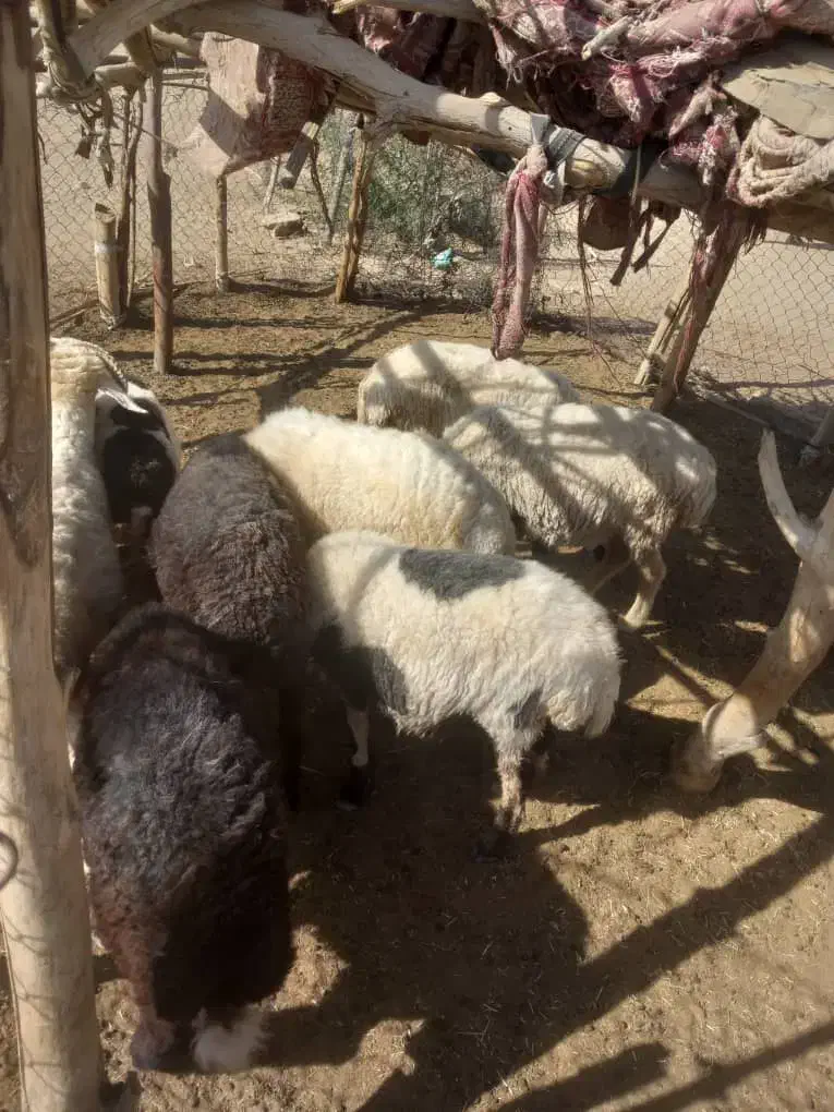 میش فروشی|حیوانات مزرعه|قلعه گنج, |دیوار