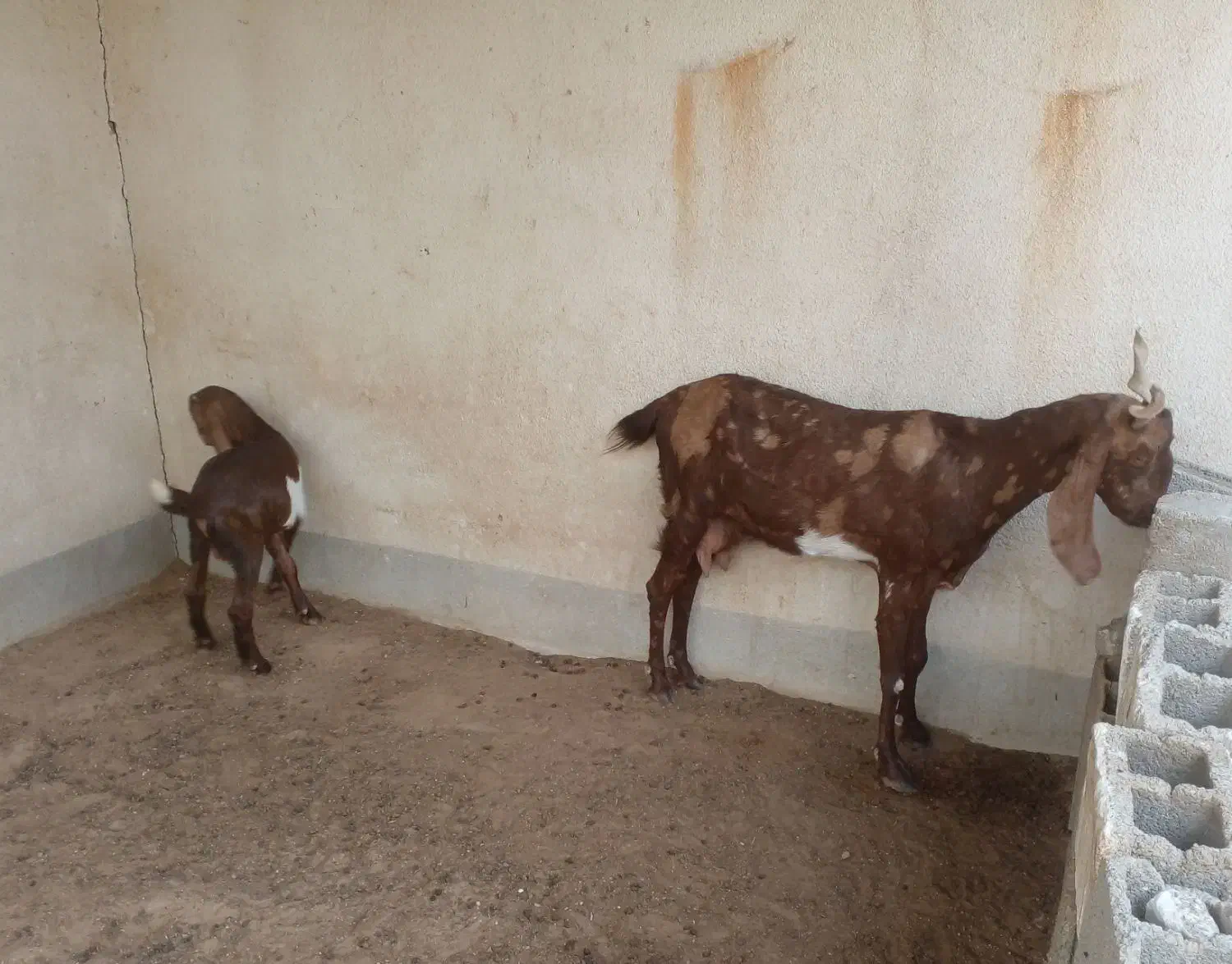 بز پاکستانی و کهره نر پاکستانی|حیوانات مزرعه|برازجان, |دیوار