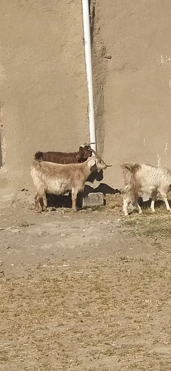 40تا بز با 4تانربز|حیوانات مزرعه|سبزوار, رباط|دیوار