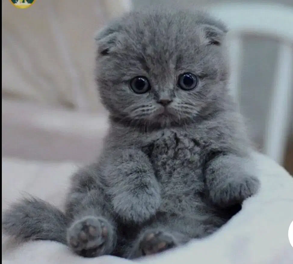 اسکاتیش های خاص و دوست داشتی ما|گربه|شیراز, غدیر جنوبی|دیوار