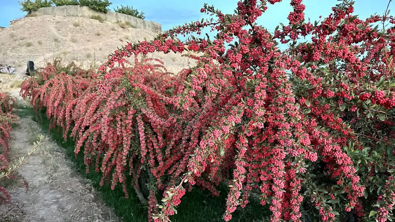 زرشک تازه تمیز شده واب زرشک صدردصد|خوردنی و آشامیدنی|شهرضا, |دیوار