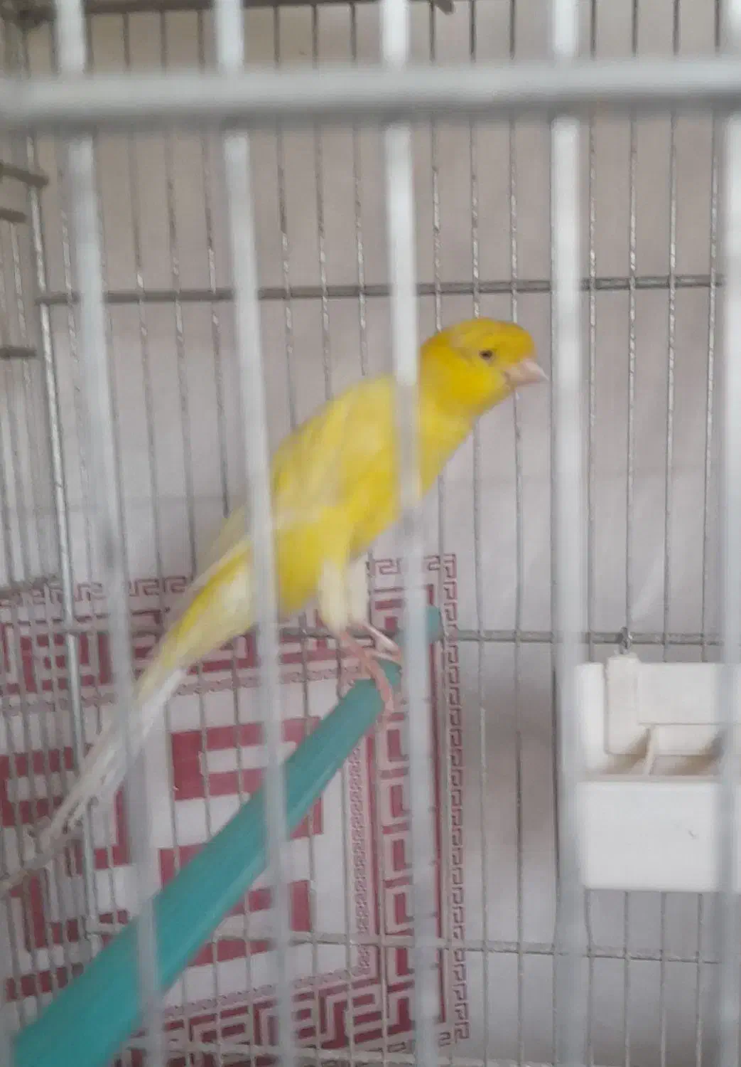 قناری نررسمی بلندمست|پرنده|شاهینشهر, نبوت|دیوار