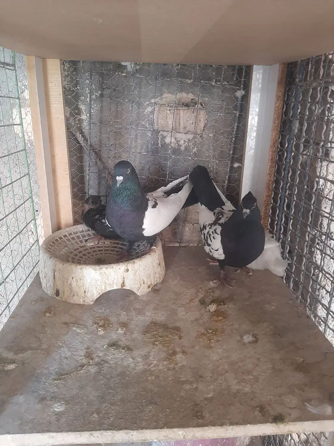 جفت سینه سیاه|پرنده|رفسنجان, |دیوار