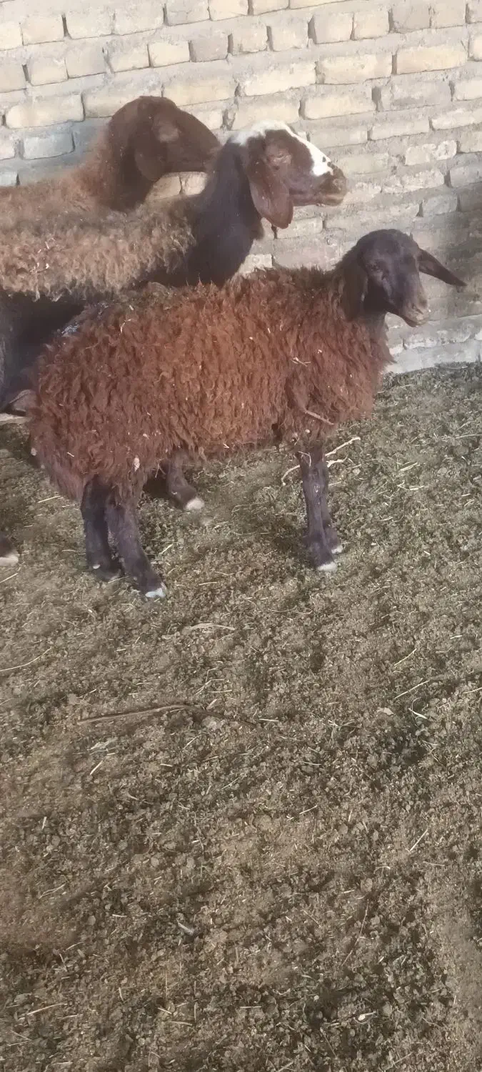 میش بز|حیوانات مزرعه|تربتحیدریه, کوی شهید احمدزاده ملکی|دیوار