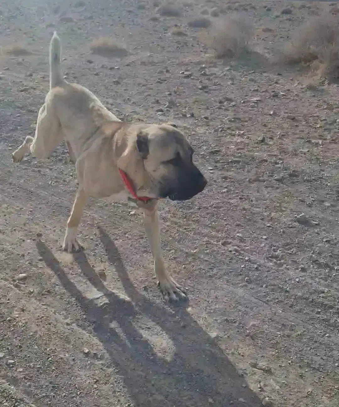 سگ درسگ|سگ|سربیشه, |دیوار