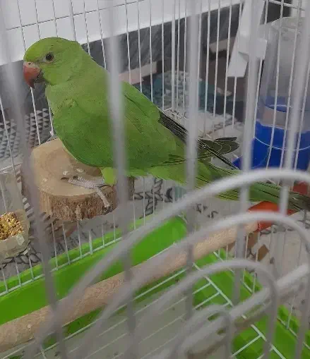 طوطی ملنگو|پرنده|تربت‌حیدریه, شهرک ولیعصر|دیوار