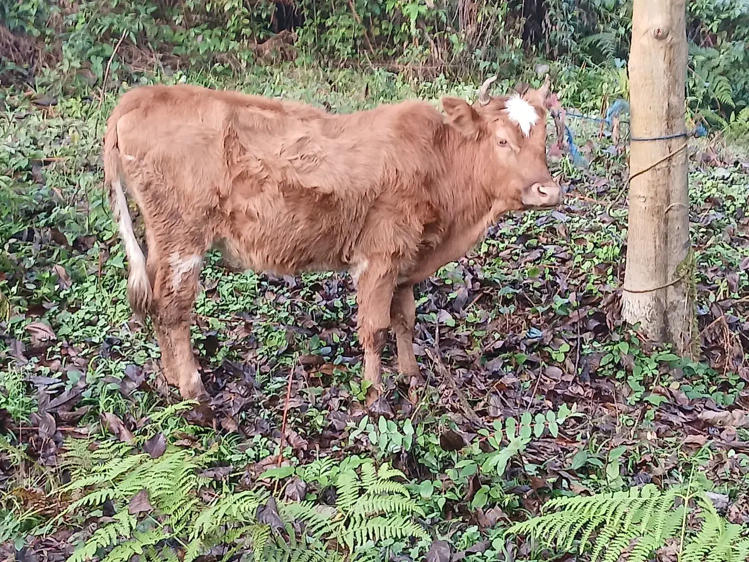 دو عدد لیشه محلی سالم|حیوانات مزرعه|احمدسرگوراب, |دیوار