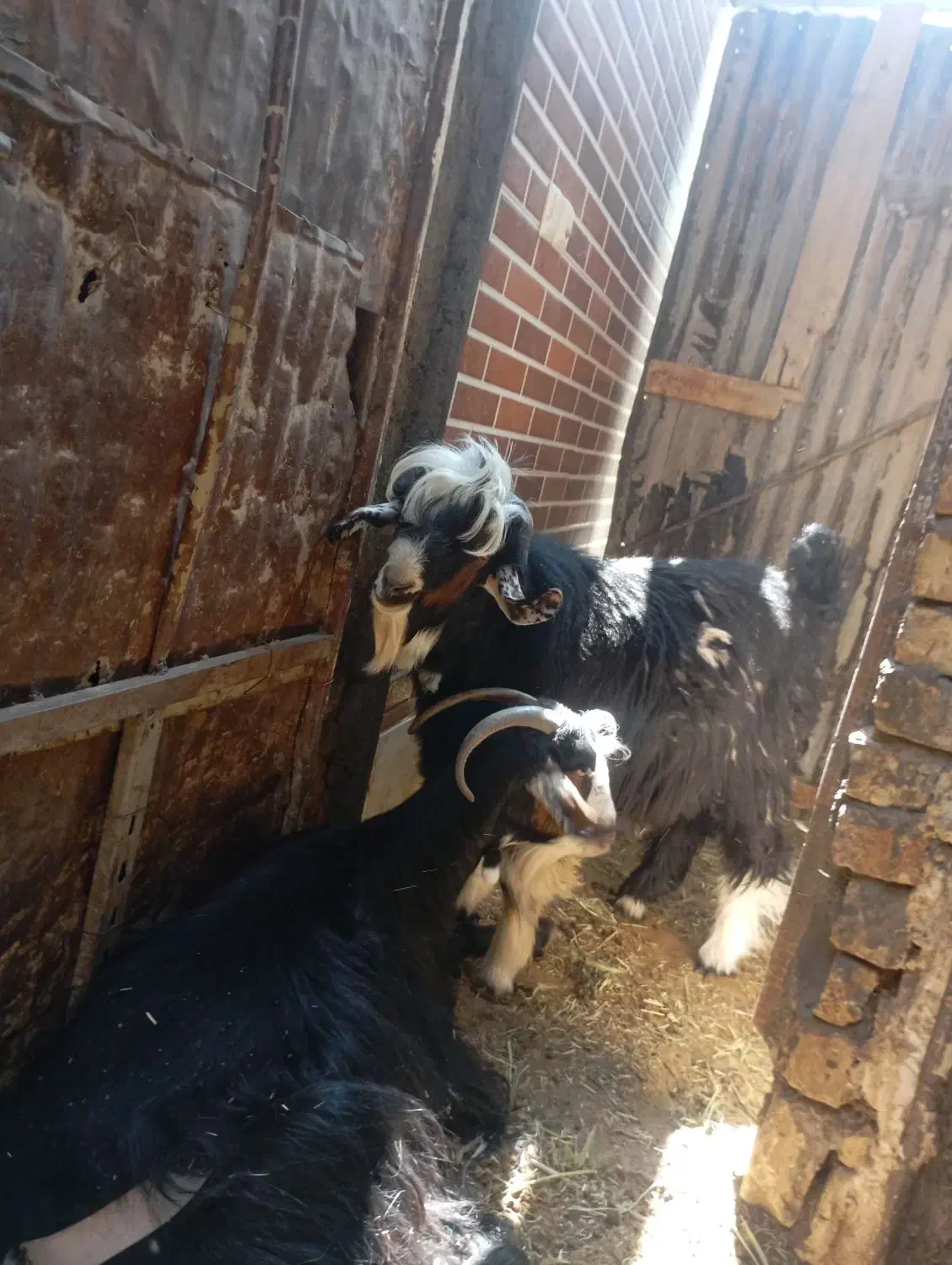 بزغاله دبری|حیوانات مزرعه|باغ بهادران, |دیوار