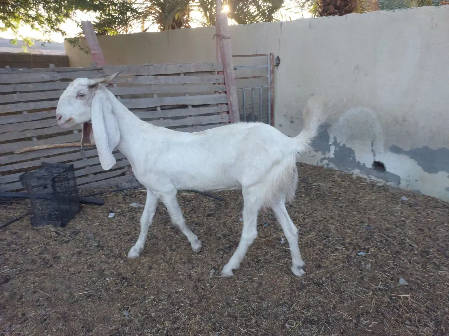 بز گلابی|حیوانات مزرعه|زرآباد, |دیوار