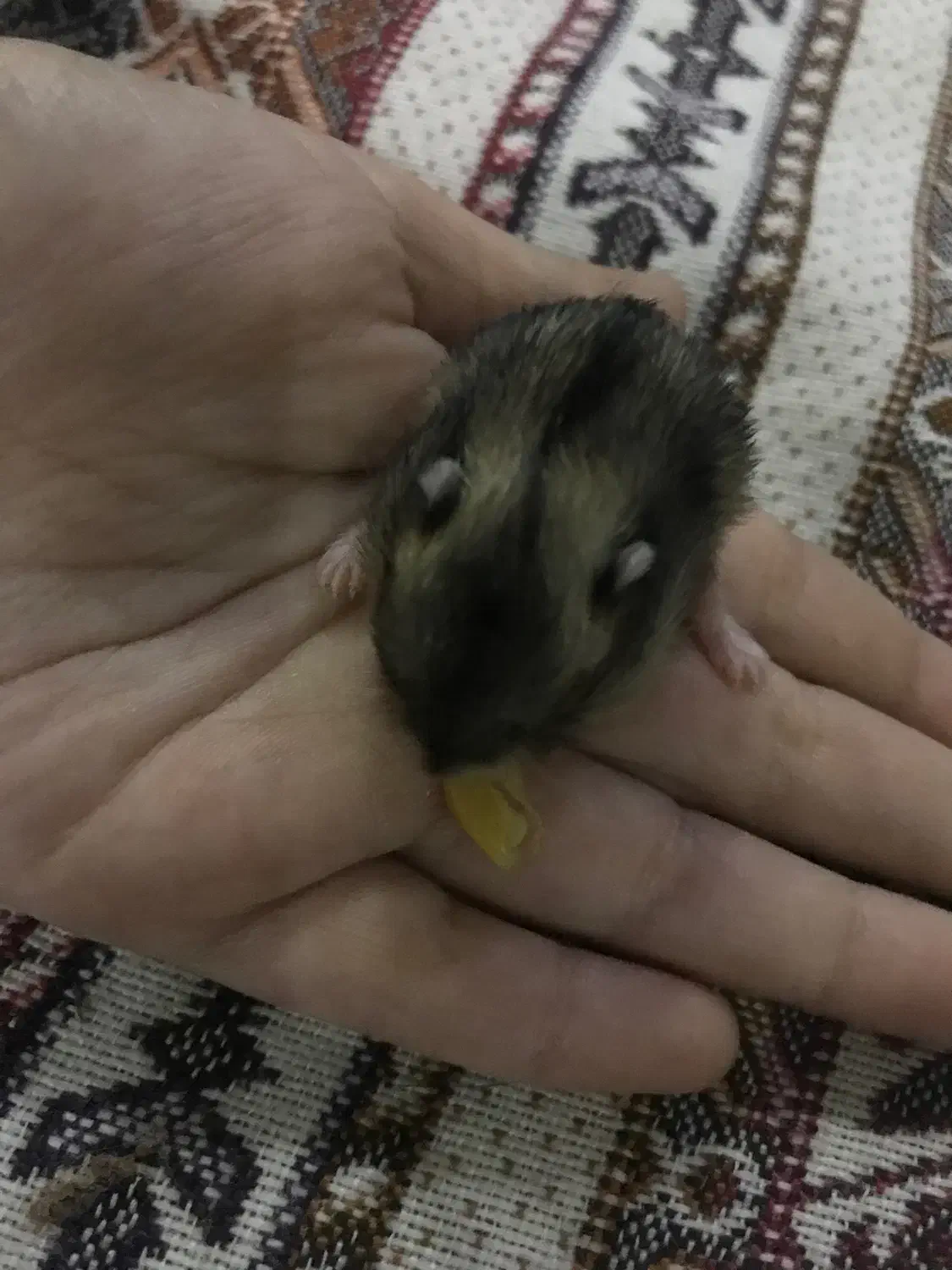 همستر|موش و خرگوش|ایلام, |دیوار