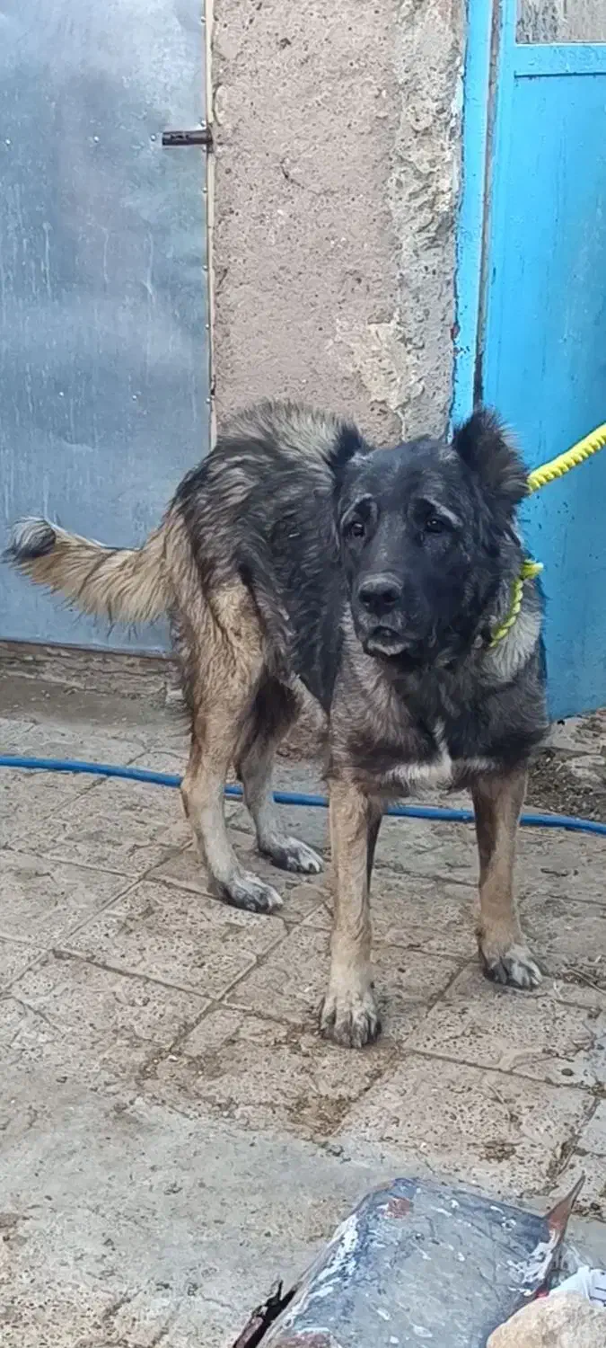 سرابی نر|سگ|قم, الغدیر|دیوار