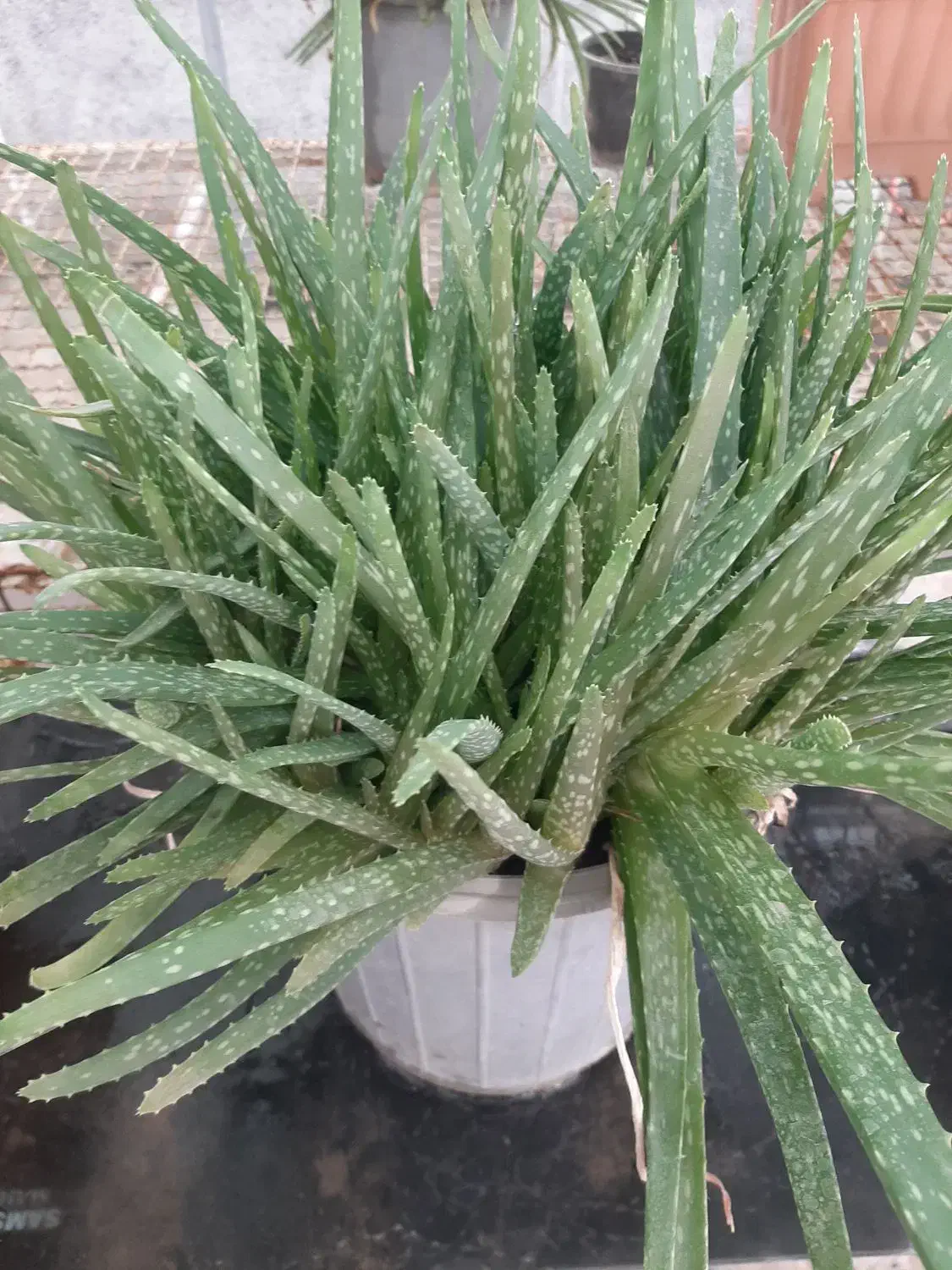 گیاه دارویی|آرایشی، بهداشتی، درمانی|اردبیل, |دیوار