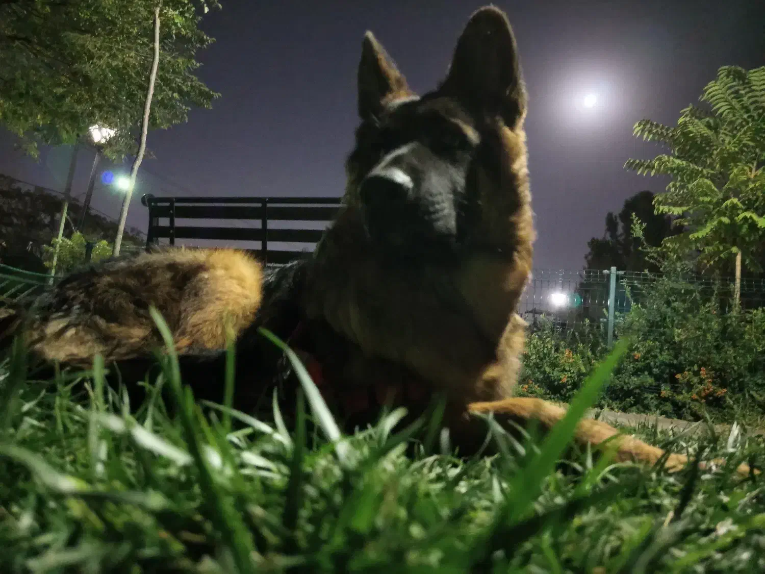 سگ ژرمن شپرد اصیل با شناسنامه|سگ|مشهد, چهارچشمه|دیوار