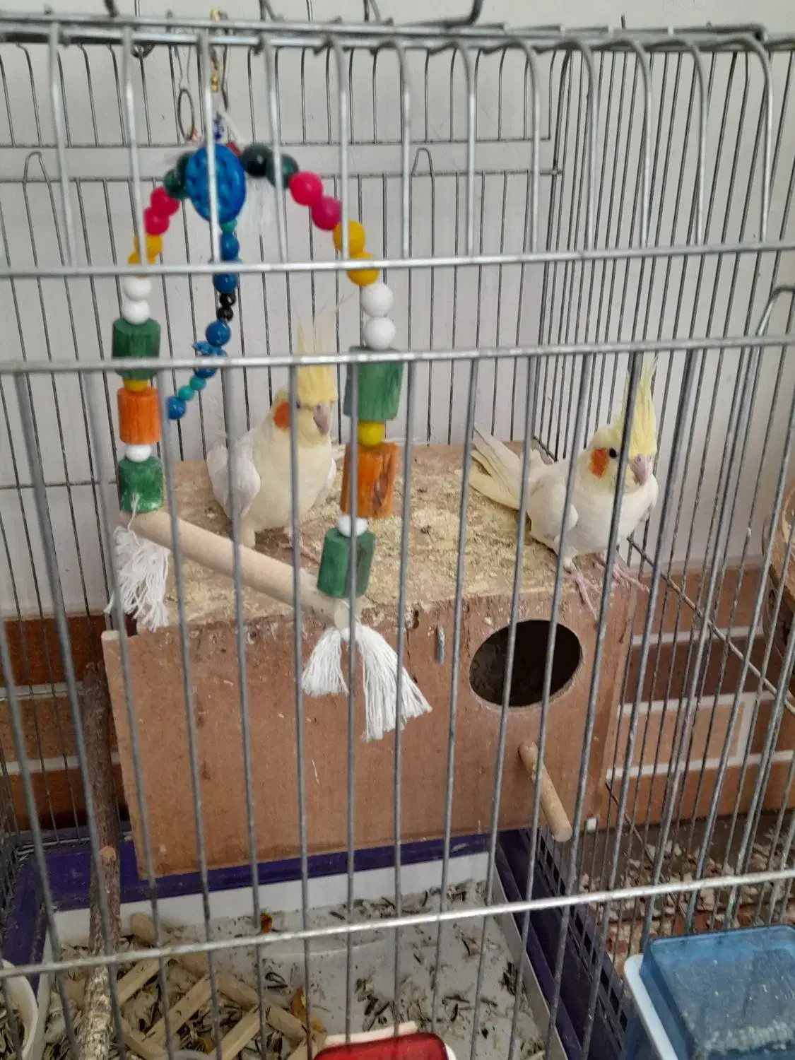 عروس هلندی|پرنده|محلات, |دیوار