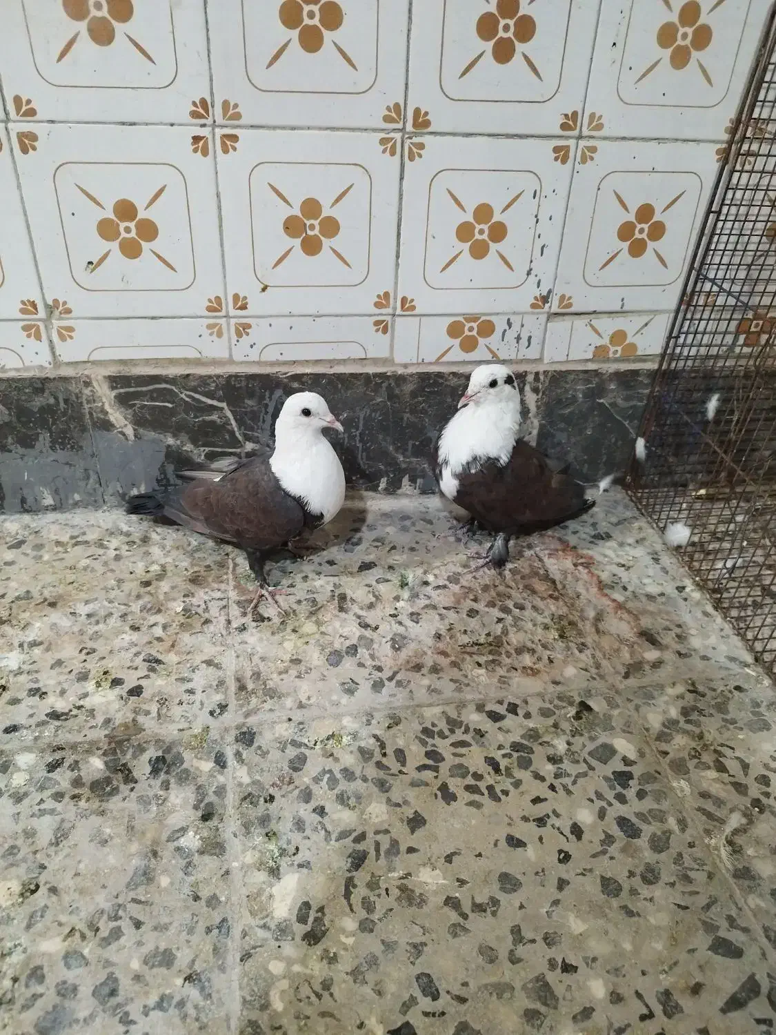 کفترمخمل کله سفید|پرنده|خمینیشهر, |دیوار