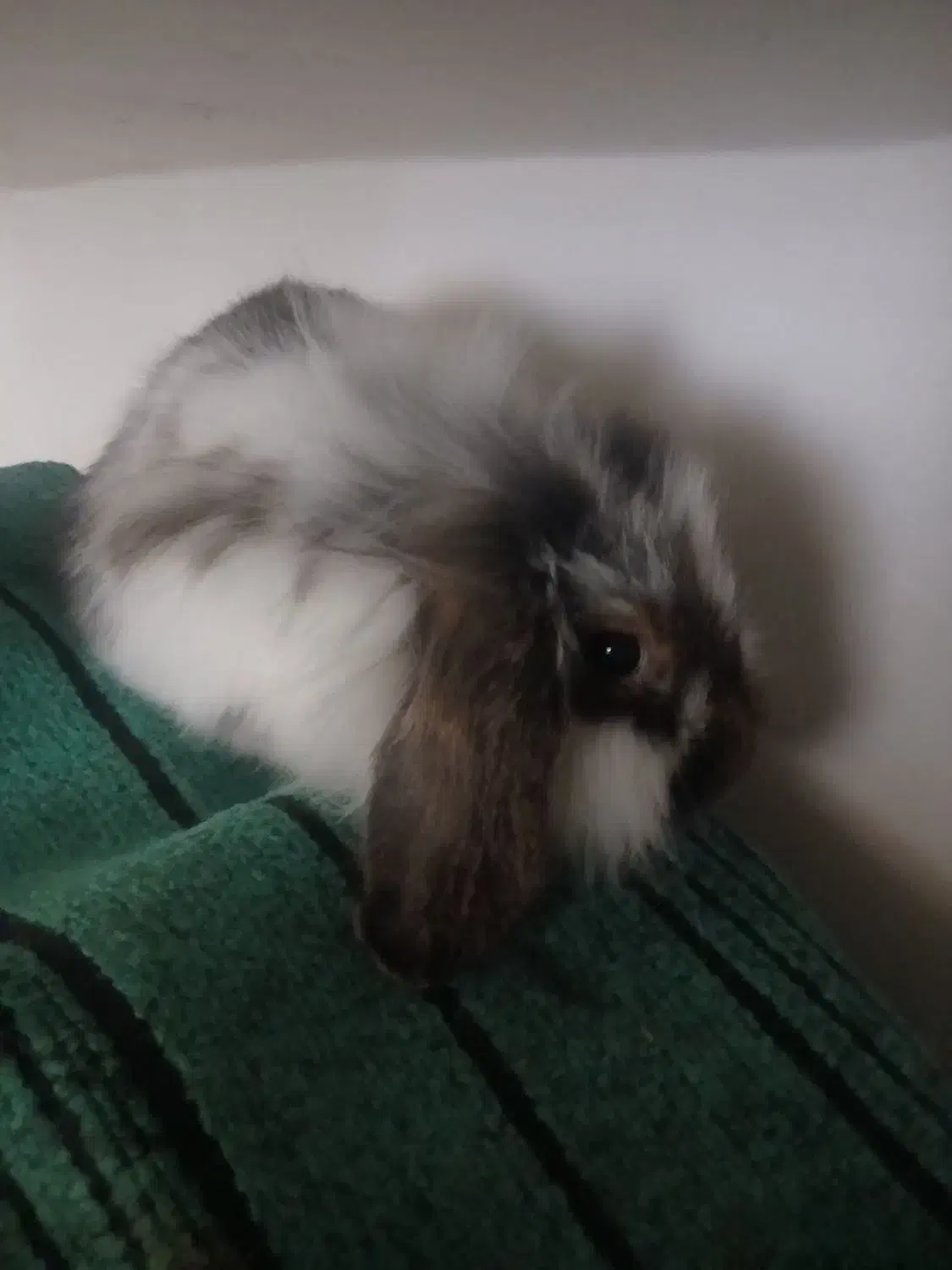 خرگوش پشمالو ماده|موش و خرگوش|فردوس (خراسان), |دیوار