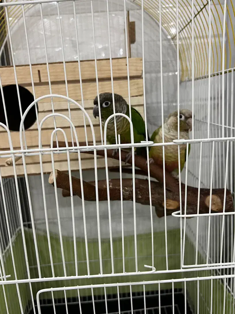 جفت طوطی گرینچیک|پرنده|تهران, تهرانسر غربی|دیوار