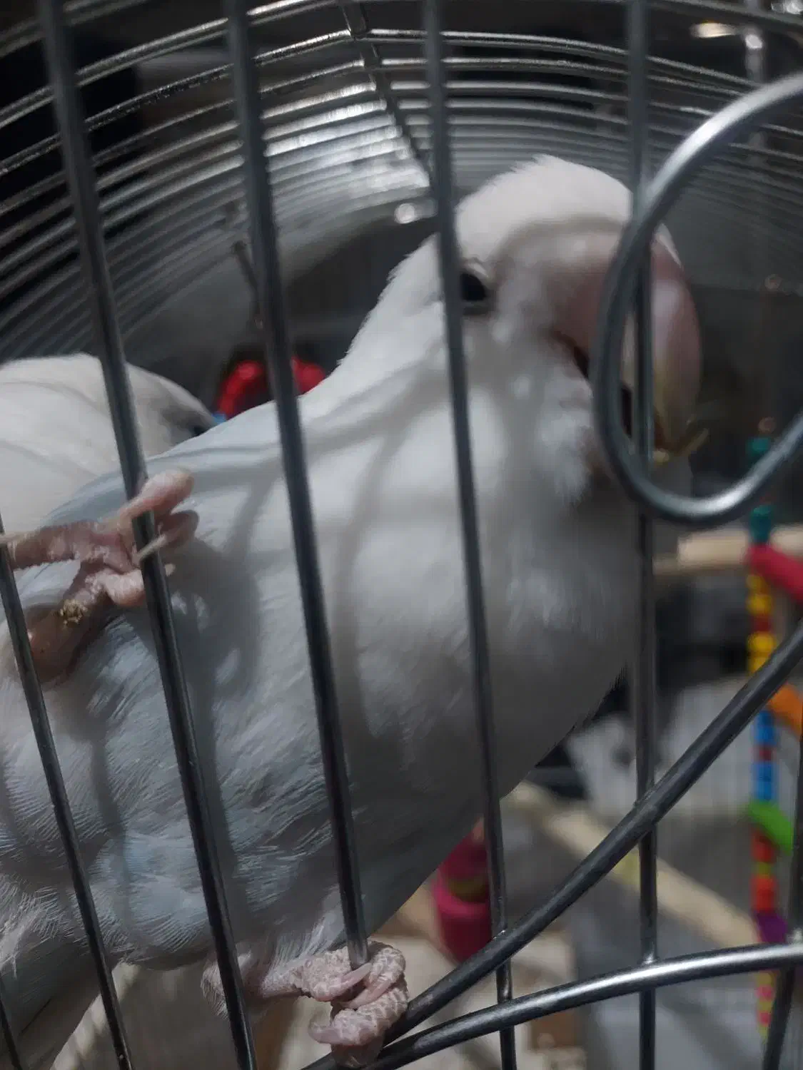 طوطی برزیلی نژاد مارال|پرنده|قروه, |دیوار