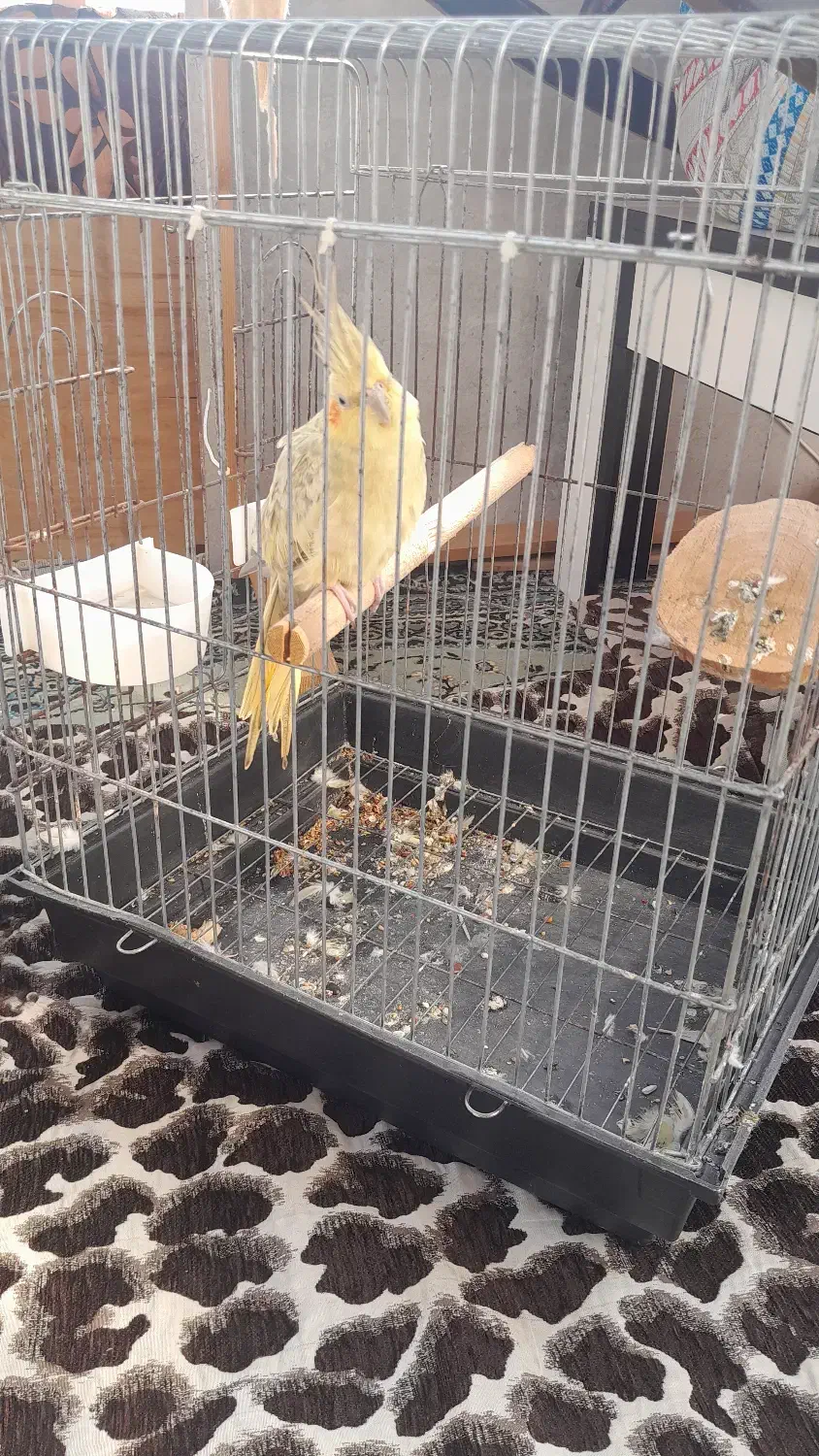 عروس هلندی ماده|پرنده|آستانه اشرفیه, |دیوار