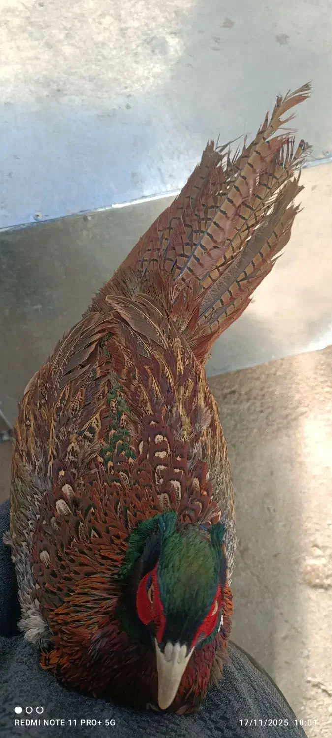 مرغ وخروس امریکایی|پرنده|بانه, |دیوار