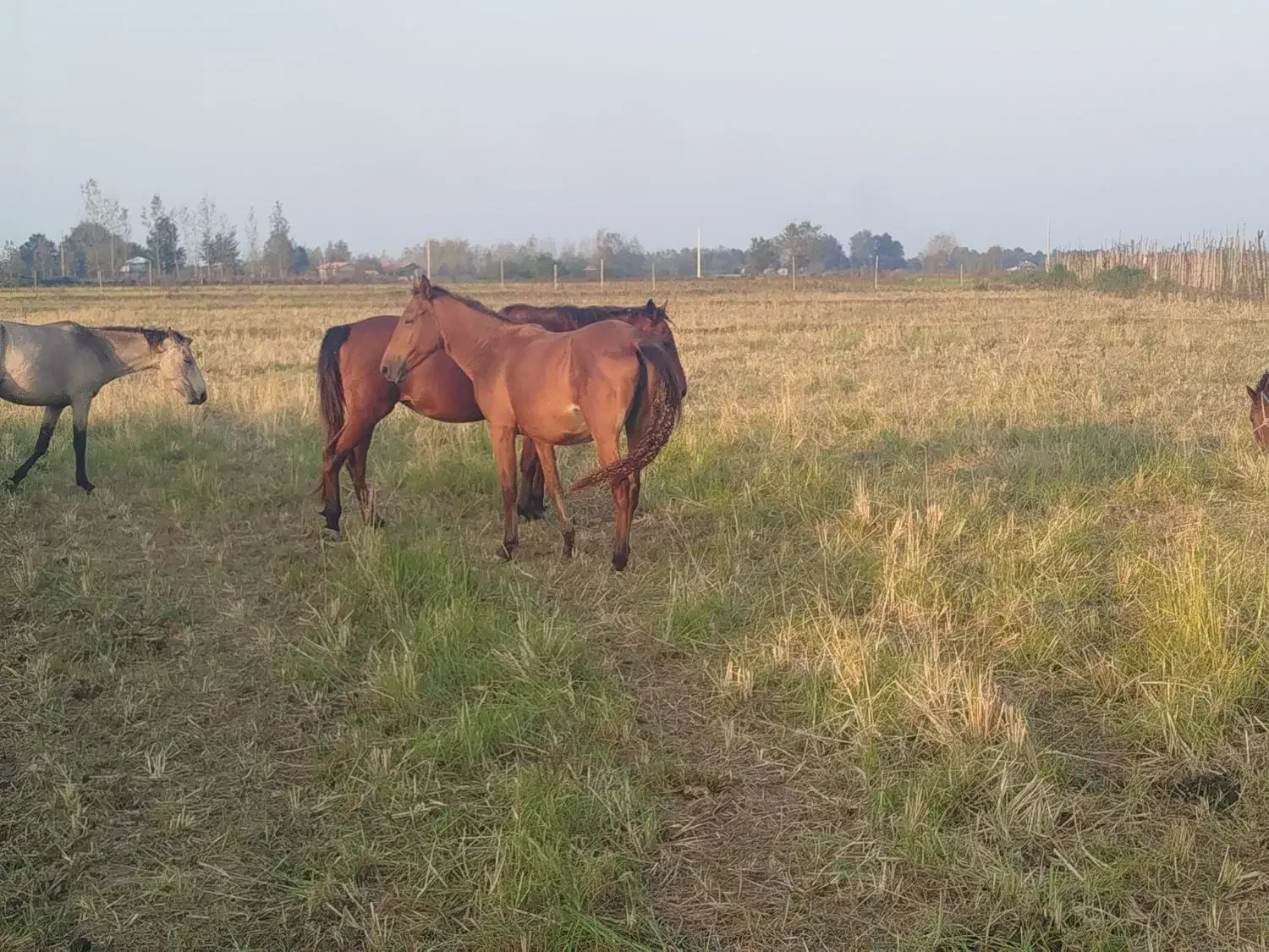 اسب و مادیان|اسب و تجهیزات اسبسواری|فومن, |دیوار