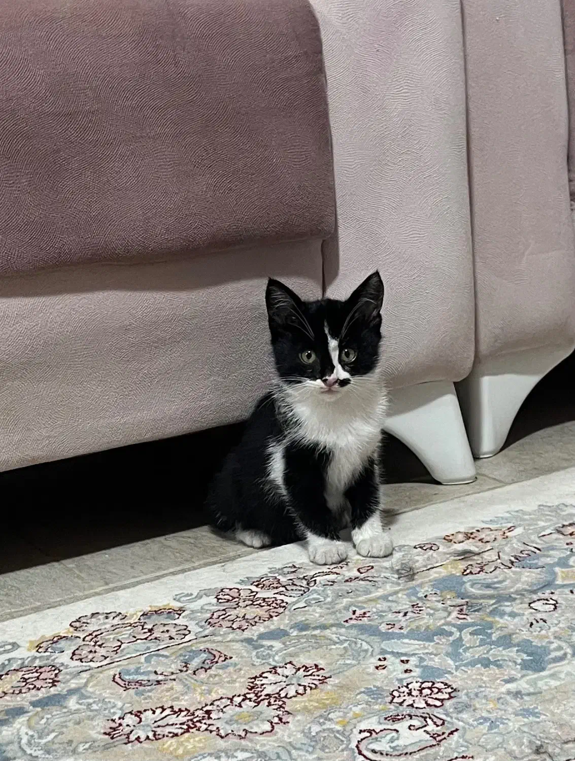 واگذاری رایگان بچه گربه|گربه|بندر انزلی, کلیور|دیوار