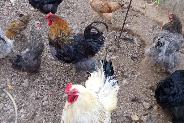 جوجه برهما زیر مرغی و خروس برهما بیگ سایز|حیوانات مزرعه|سلفچگان, |دیوار